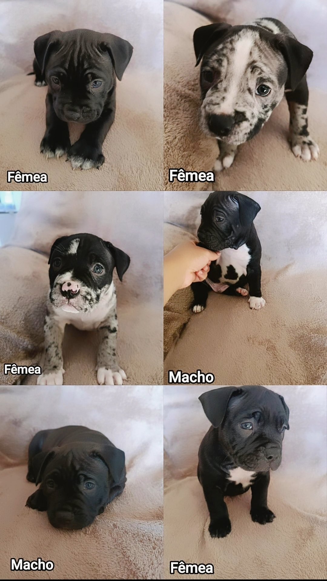 American Bully - Foto 3