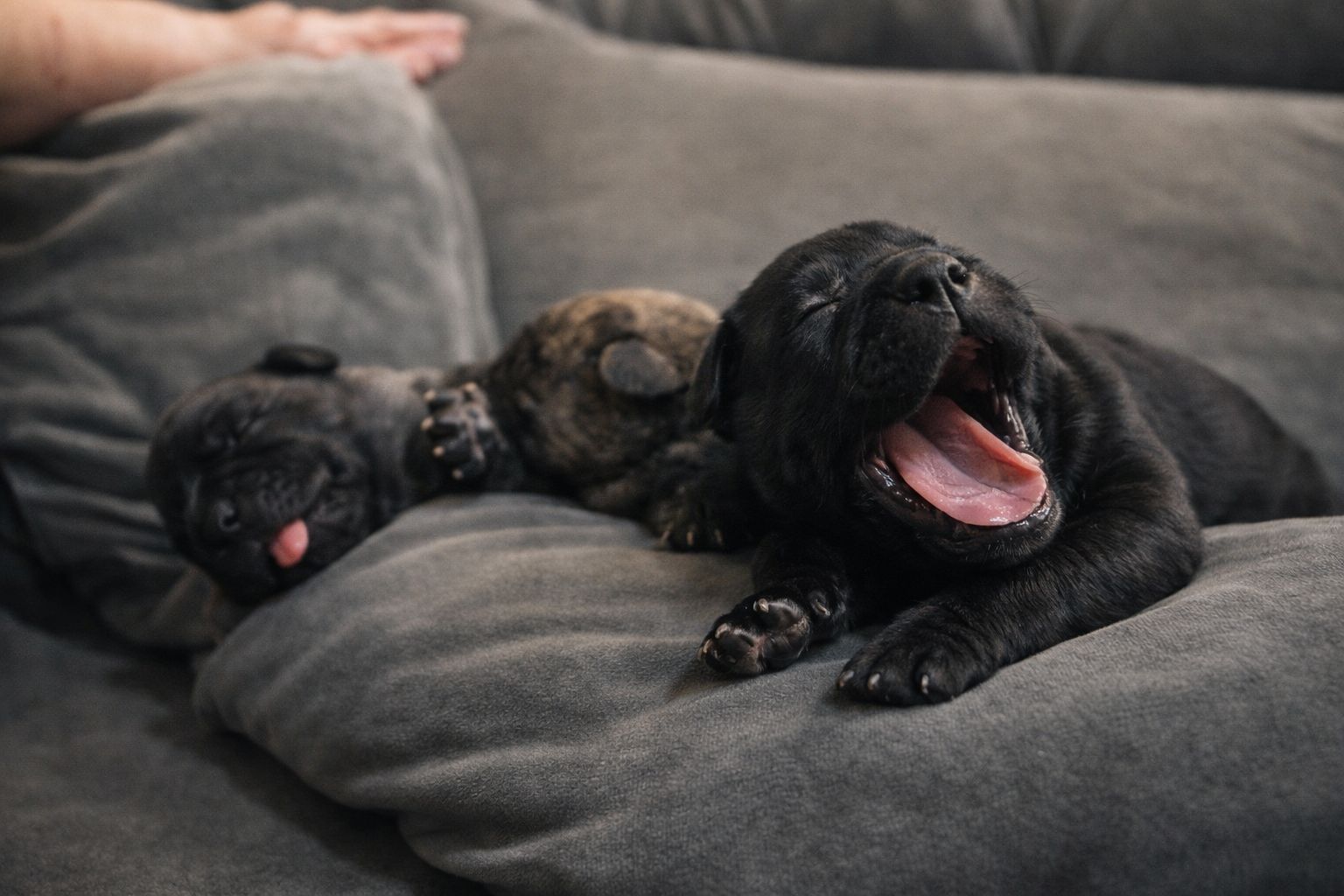 Filhotes Cane corso  - Foto 2