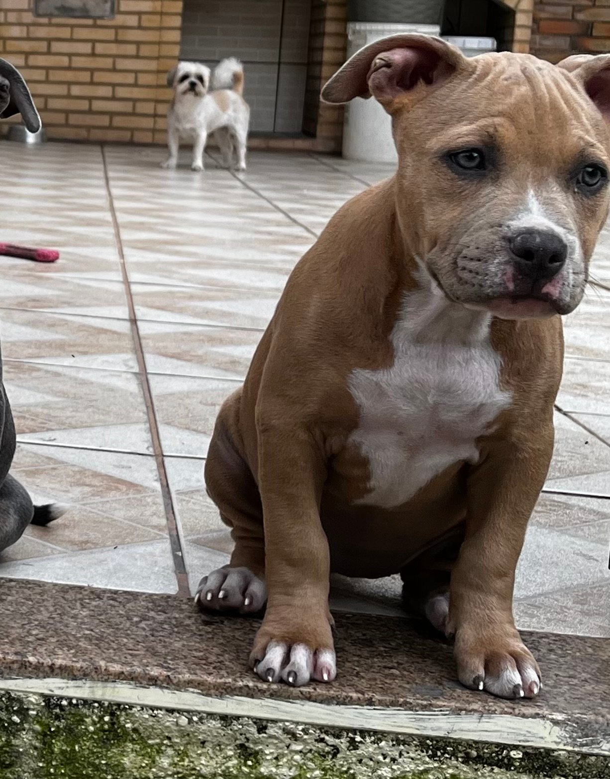 filhote american bully pocket  - Foto 2