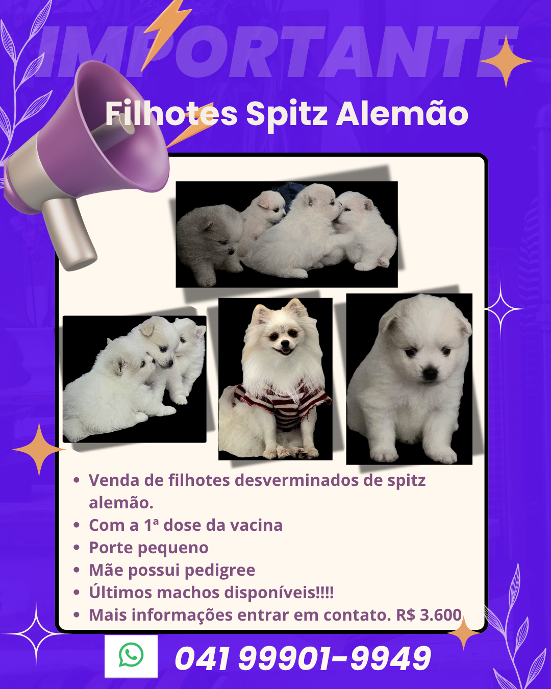 Vendo filhotes Spitz alemão Linhagem pura - Foto 5