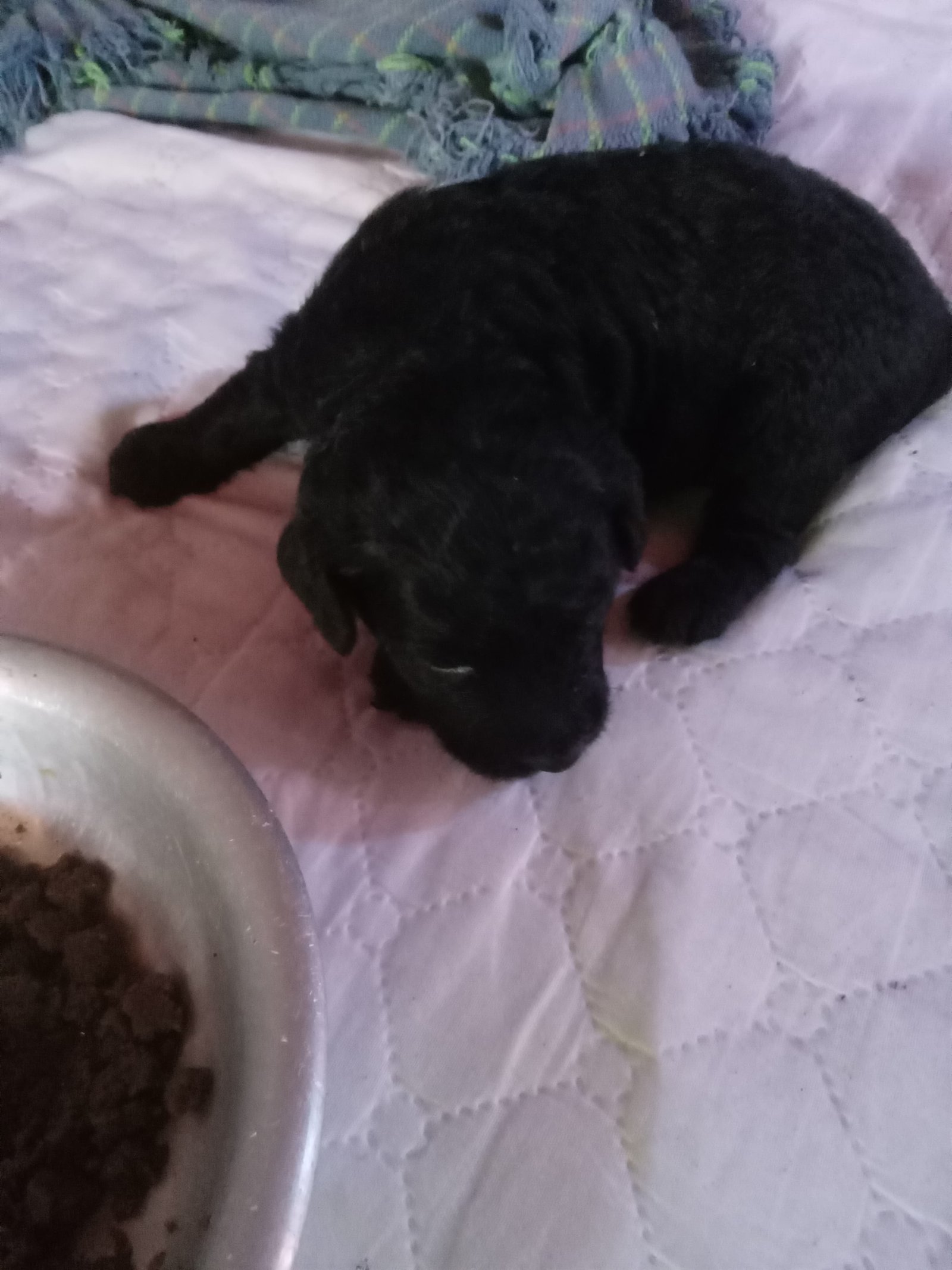 Poodle filhotes macho  - Foto 2