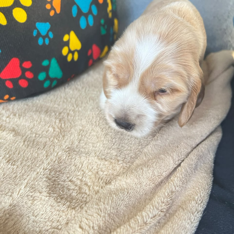 Cocker Spaniel Inglês - Raça Pura Apenas um Macho e uma Fêmea disponível - Foto 3
