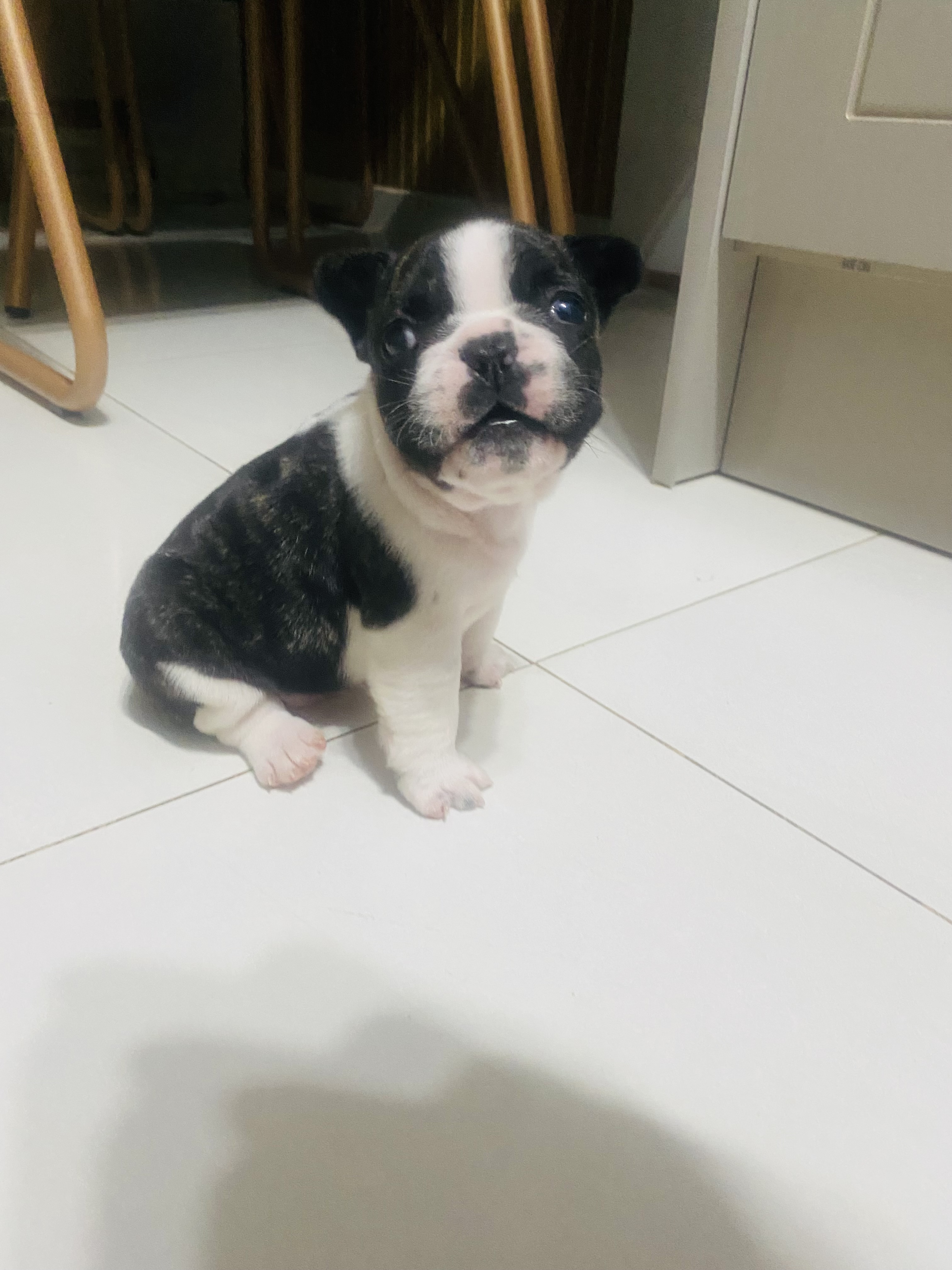 Buldogue Francês - Foto 1
