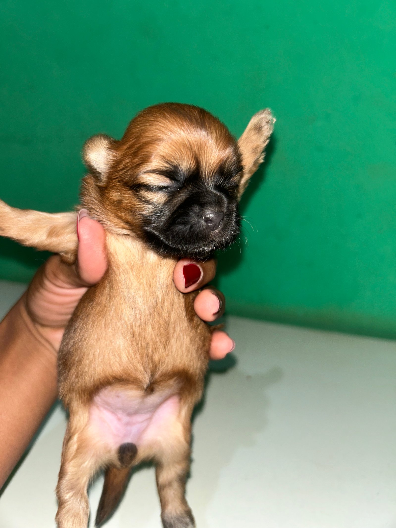 Shih tzu - Foto 1