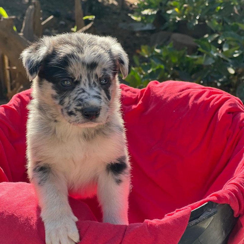 Vendo lindos filhotes de Border Collie - Foto 4