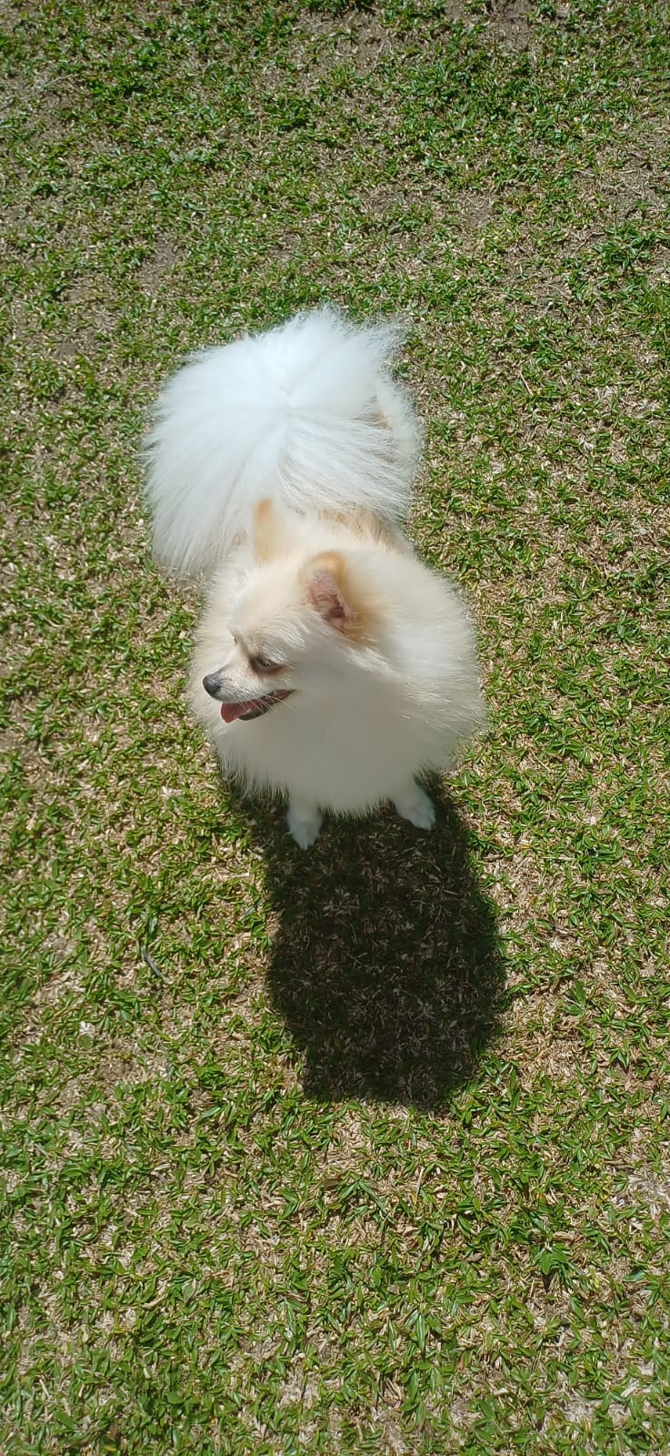 Spitz alemão  - Foto 5