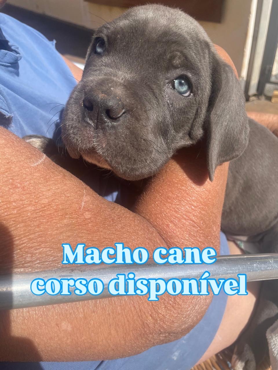 Macho e fêmea de Cane Corso - Foto 5