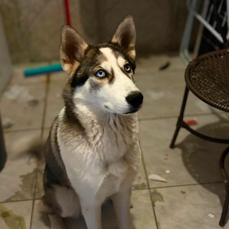 Husky siberiano 5 mês - Foto 1