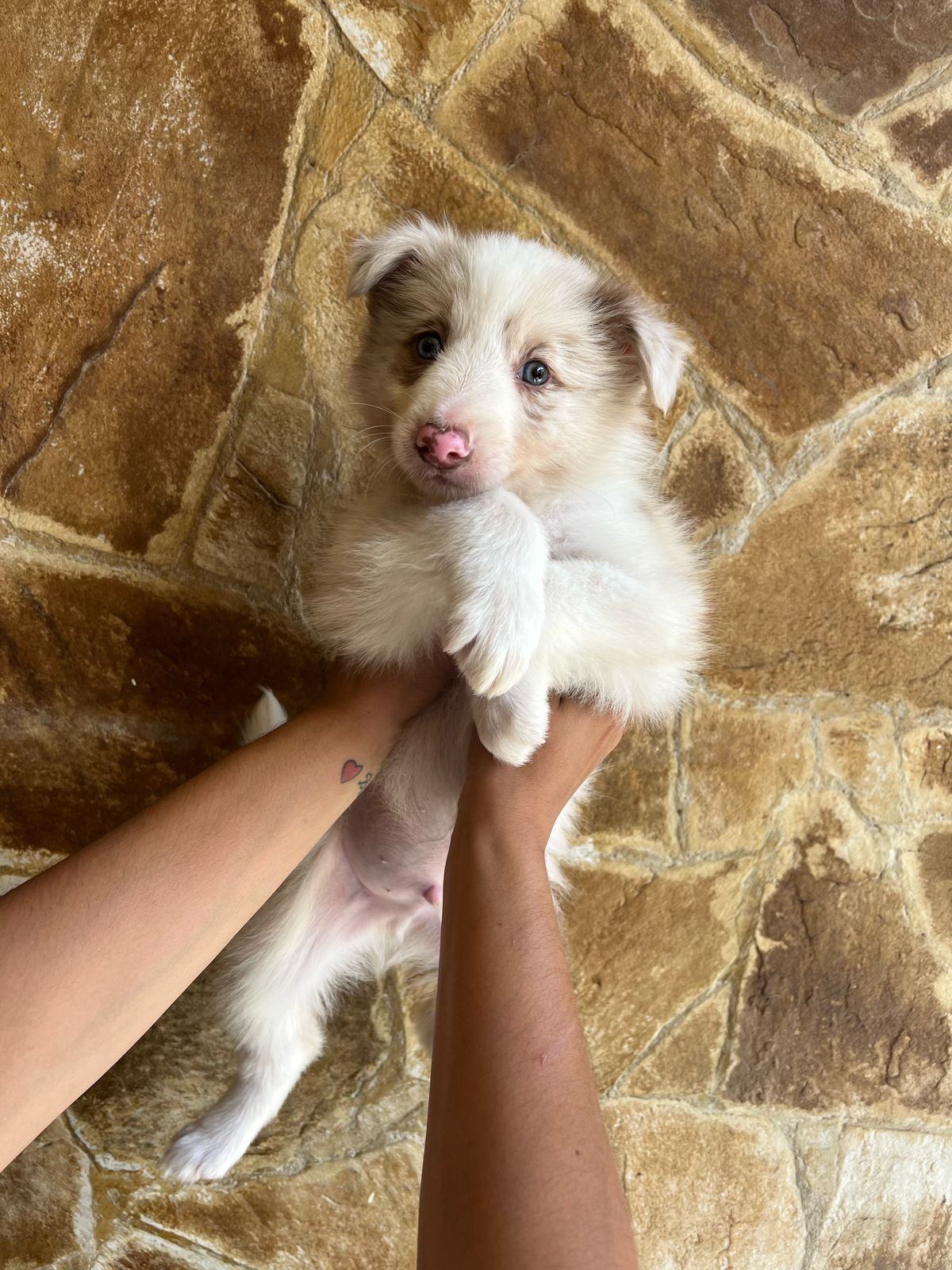 Filhotes de Border Collie - Foto 1