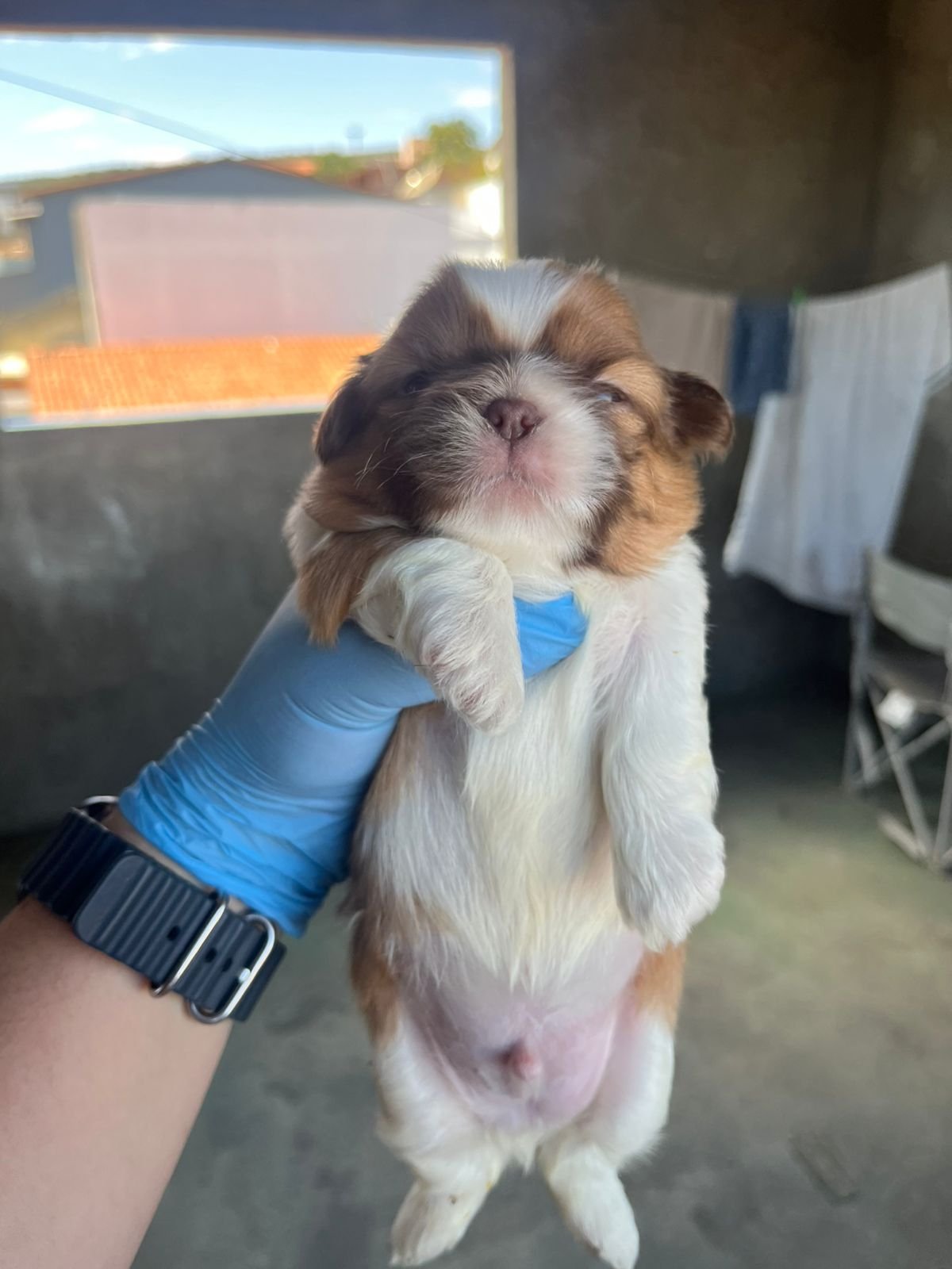 Vendo filhotes de Shih Tzu - Foto 5