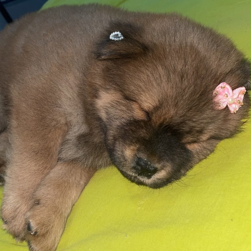 Linda bebezinha Chow Chow - Foto 3
