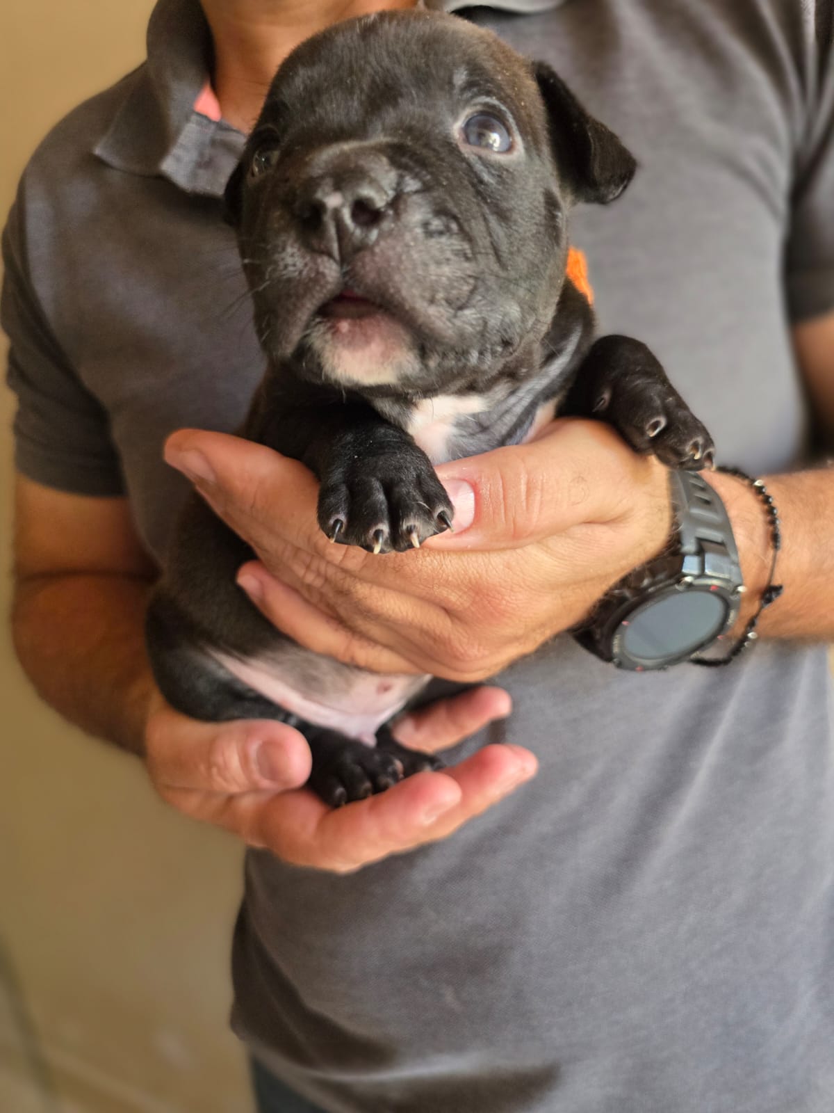 American Bully - Foto 2