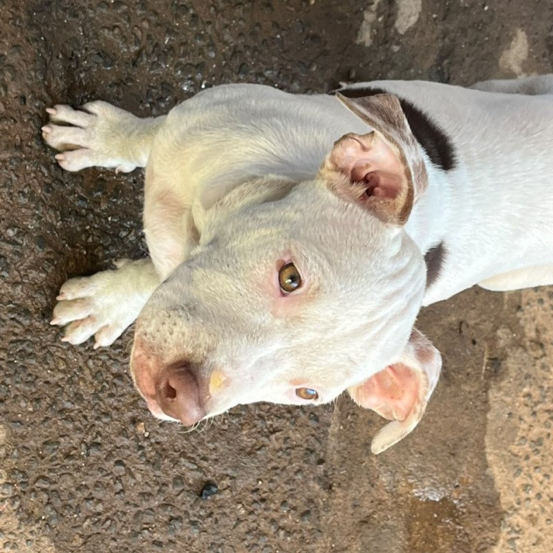 Filhotes de pit bull - Foto 4