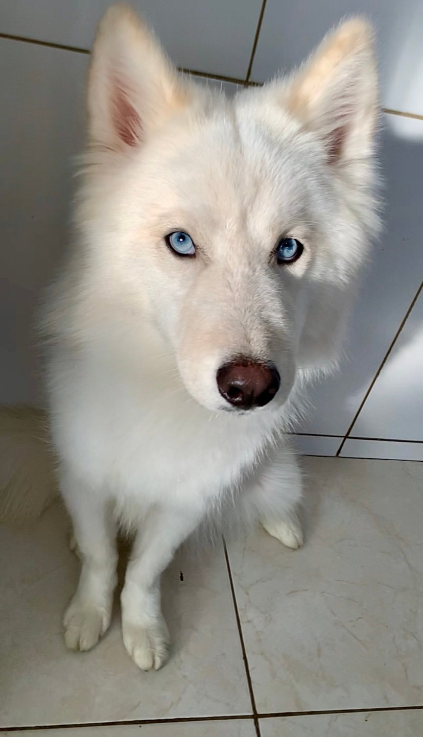Husky siberiano  - Foto 3