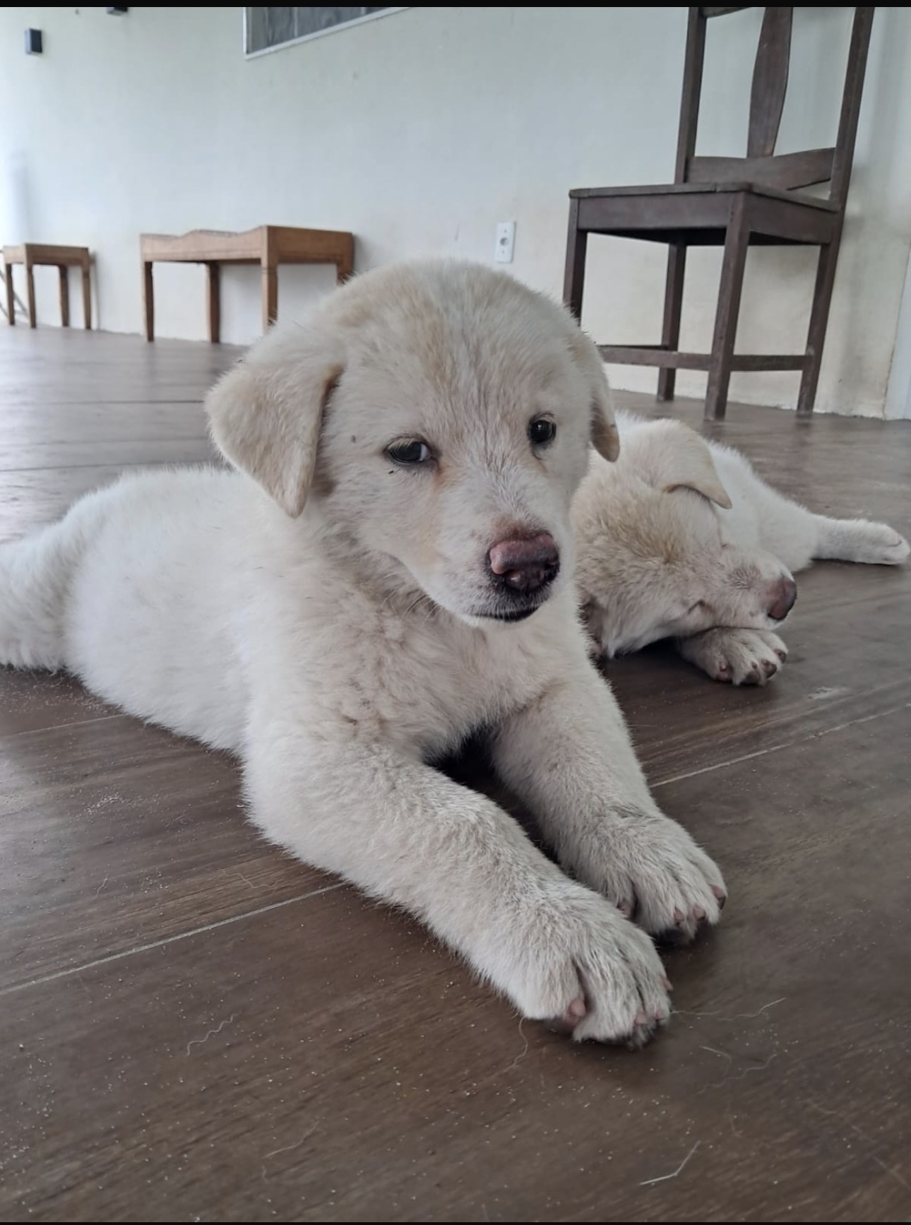 Akita Inu - Foto 1