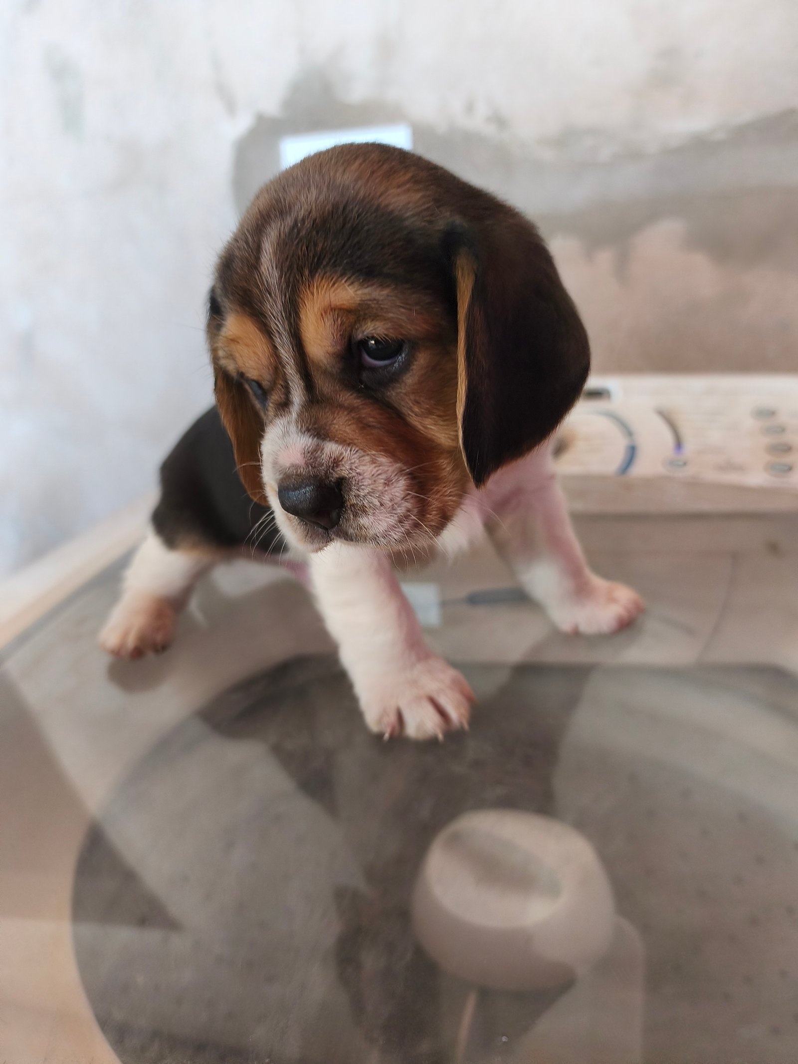 Lindo filhotes de Beagles  - Foto 2