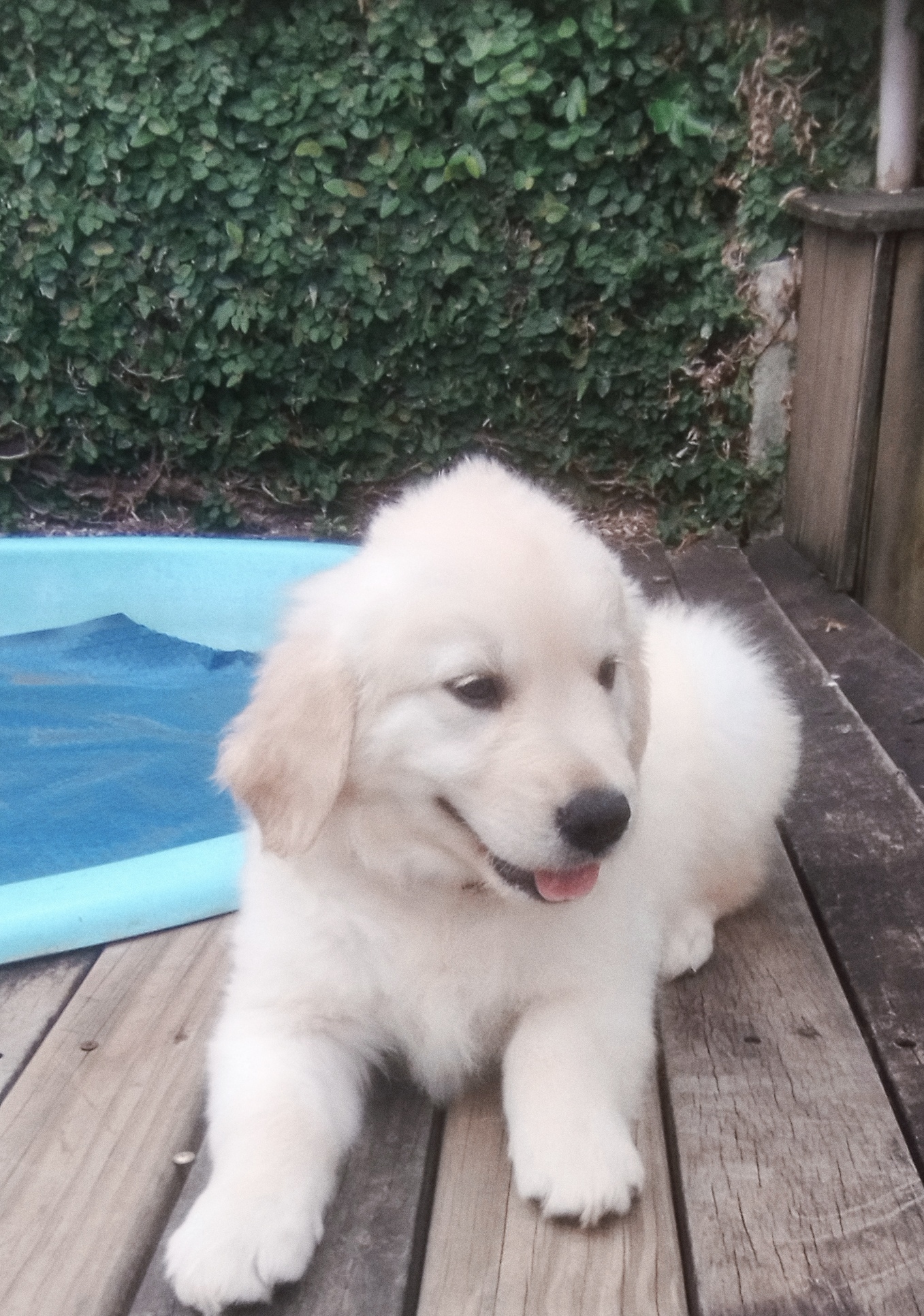 Filhotes Golden Retriever  - Foto 3
