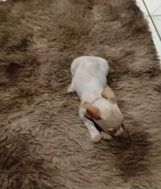 Pinscher - Foto 1