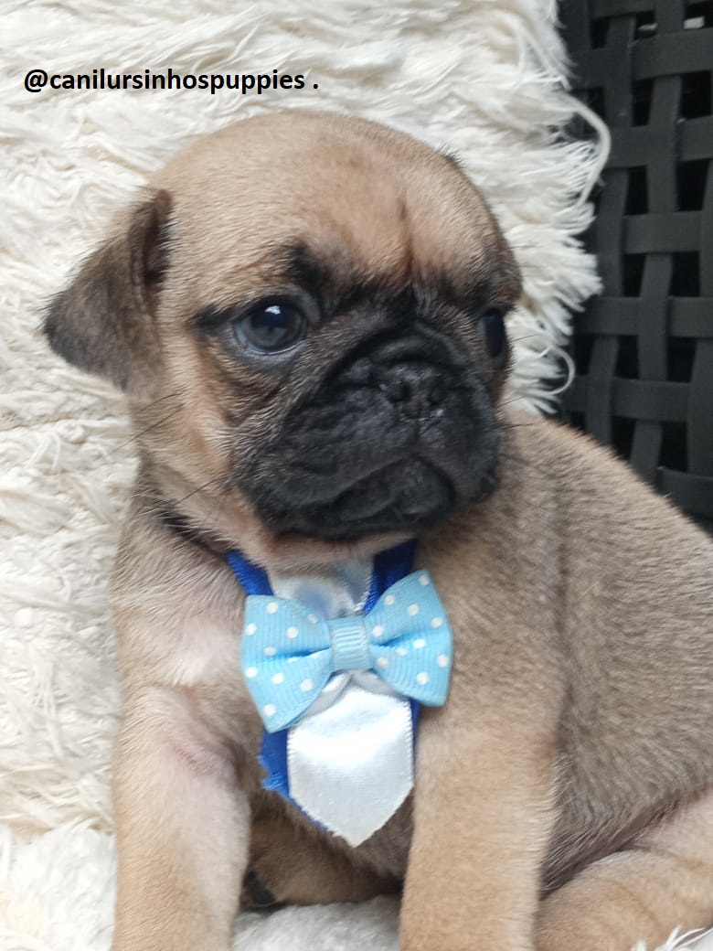 Pug - Foto 3