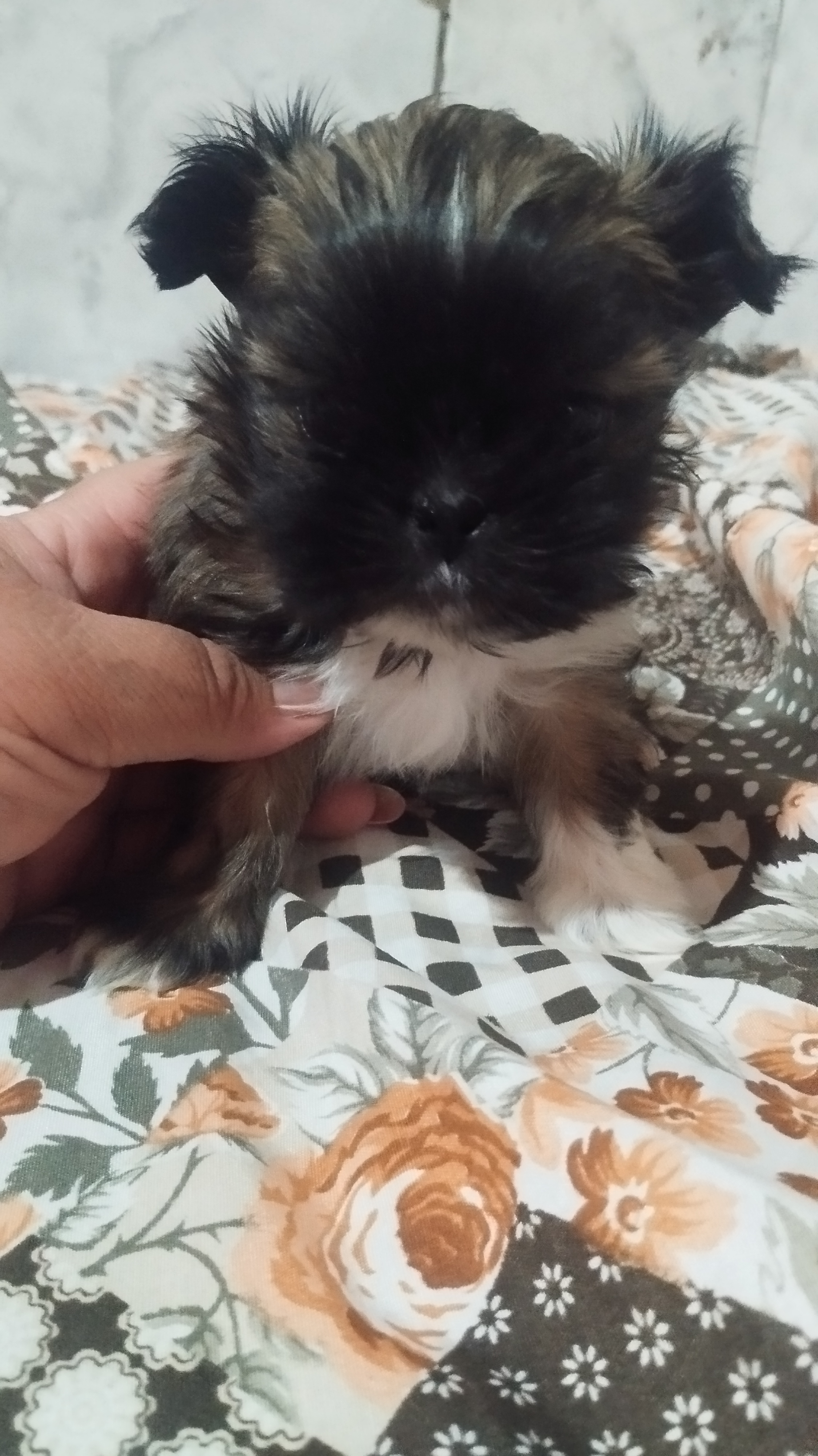 Shih Tzu  - Foto 1