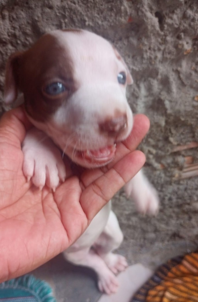 Vendo filhote de Pitbull fêmea  - Foto 1