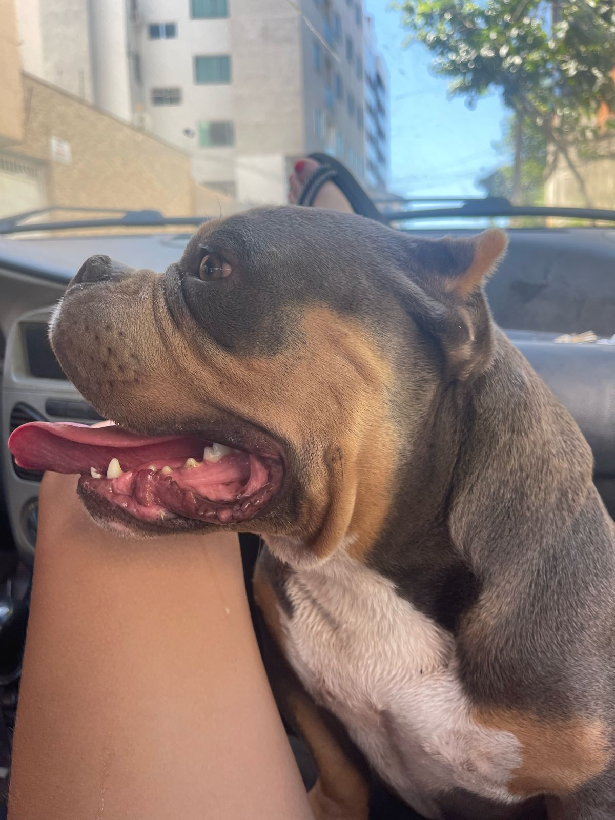 American bully fêmea ,micro com pedigree - Foto 2
