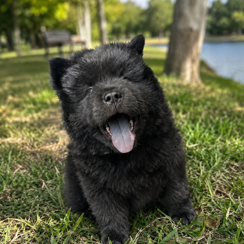 Filhotes de Chow Chow - Foto 4