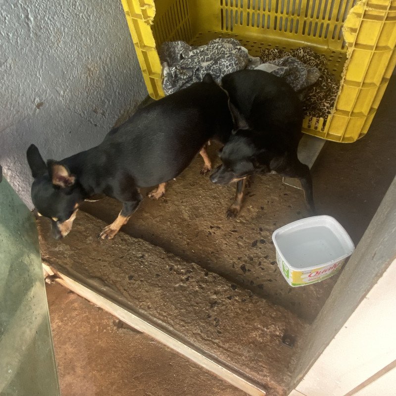 Lindos filhotes de pinscher - Foto 4