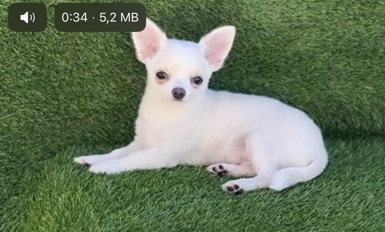 Chihuahua macho  - Foto 1