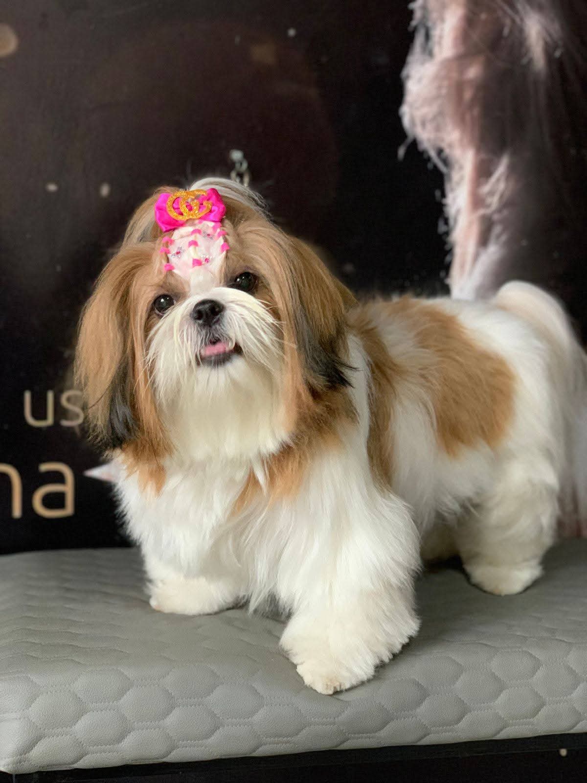 Vendo lindos filhotes de shih tzu! 🐾❤️ - Foto 1
