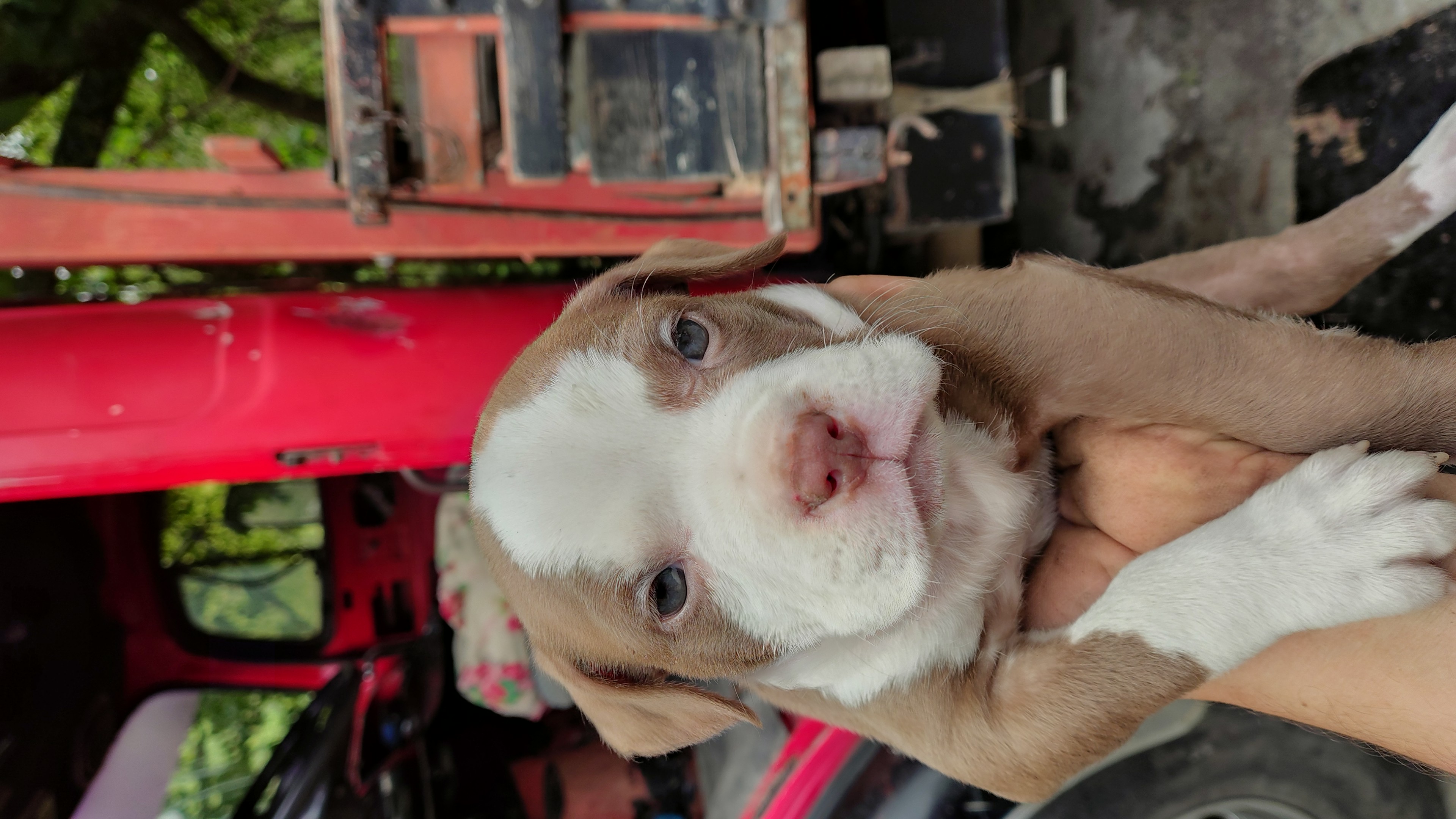 American Bully - Foto 1
