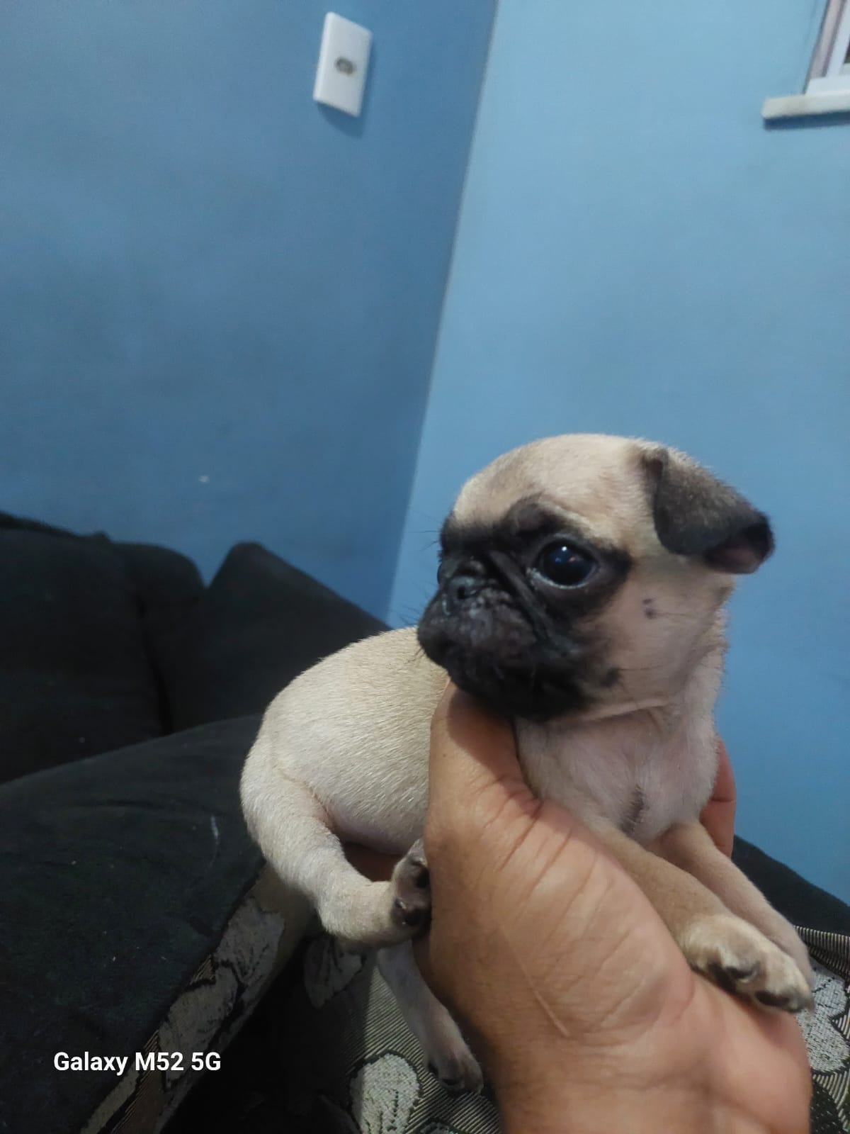 Pug - Foto 2