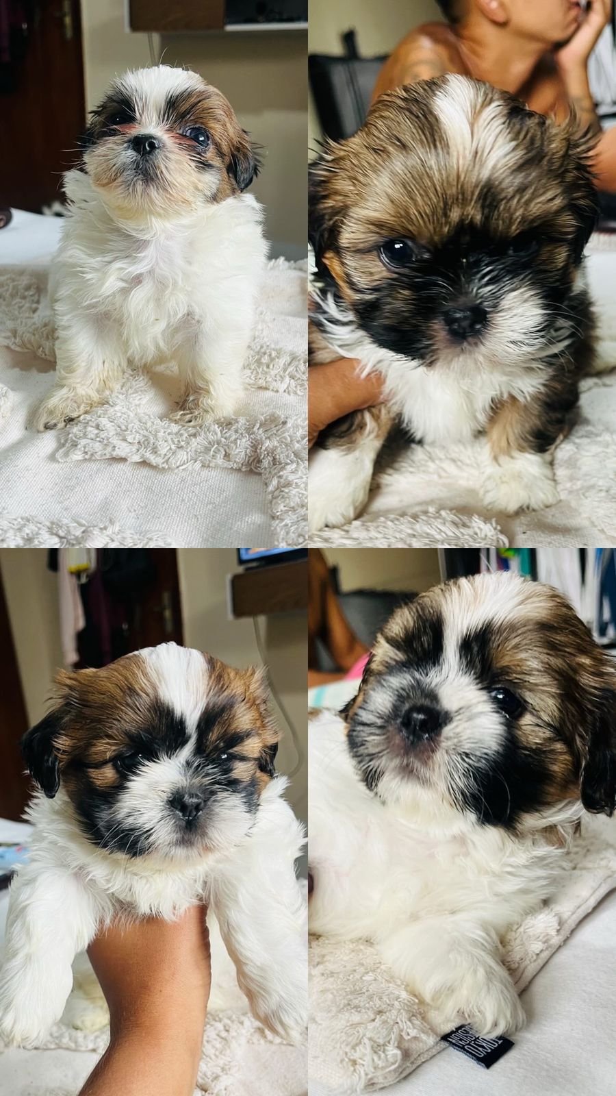 Shih Tzu disponíveis  - Foto 1