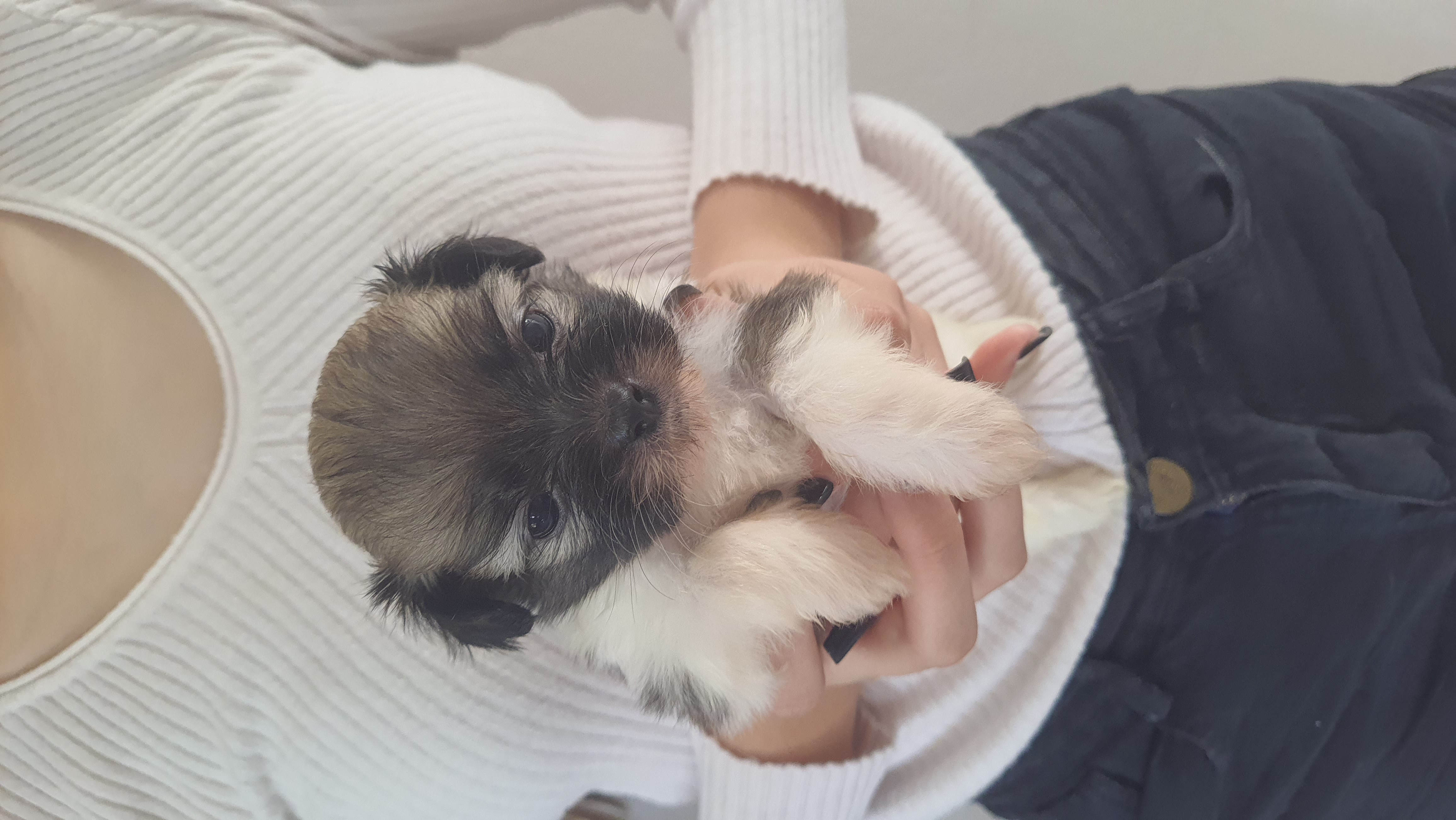 Lhasa Apso - Foto 3