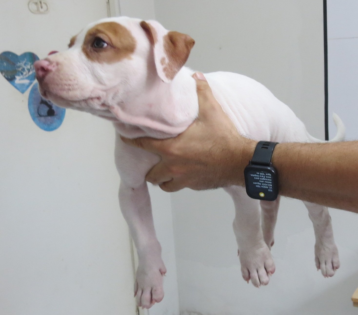 Filhote de American Pit Bull Terrier - Red Nose (Macho) - Foto 3