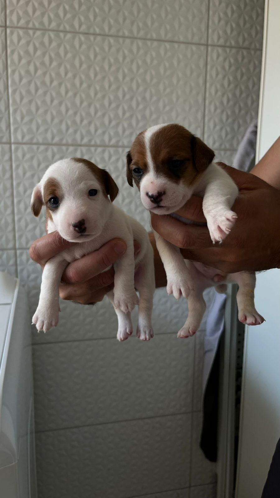 JACK RUSSELL TERRIER - Foto 4