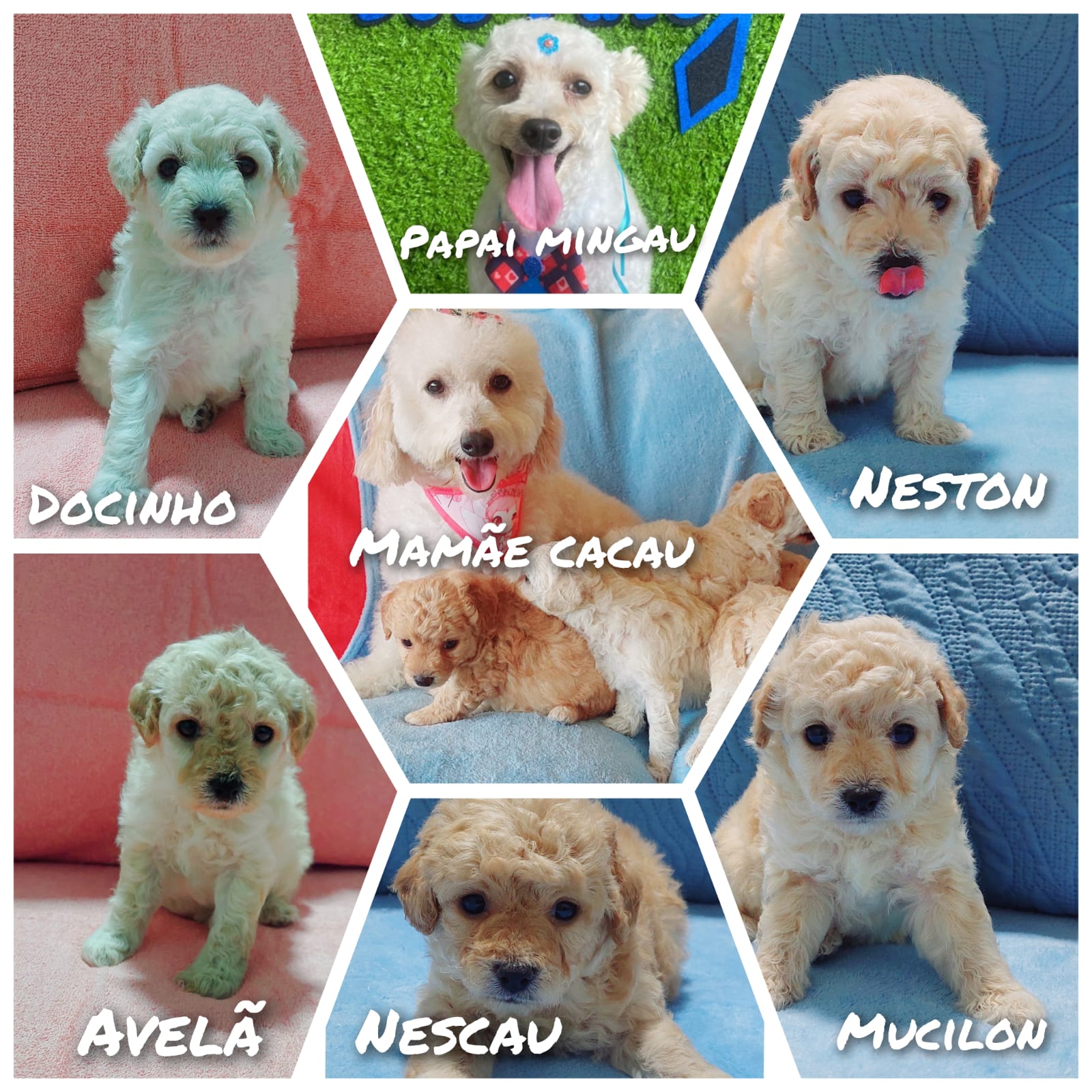 Poodle Anão  - Foto 1