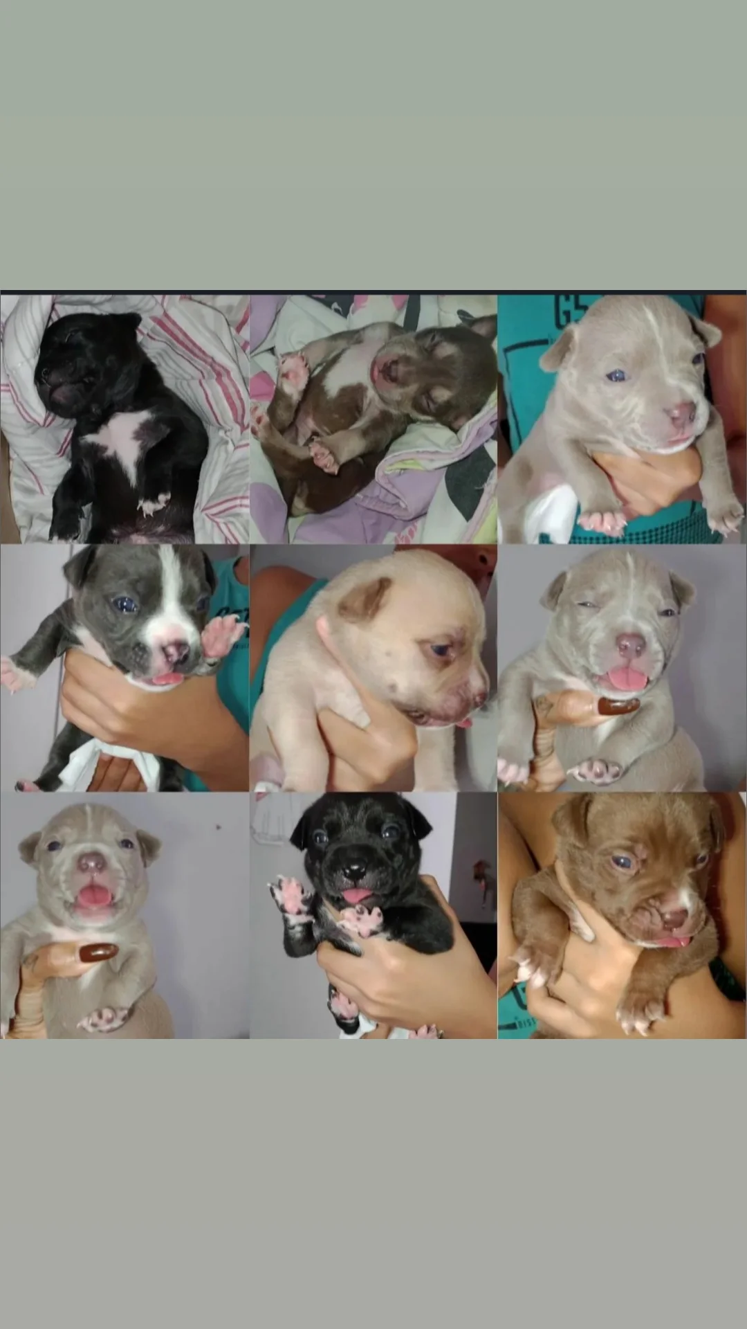FILHOTES AMERICAN BULLY STANDART - Foto 4
