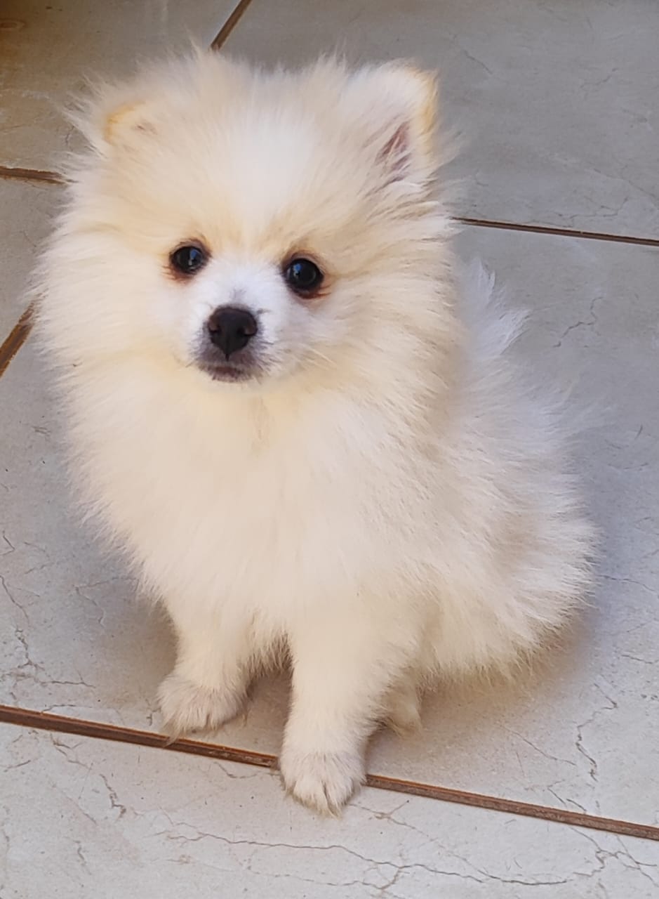 Spitz alemão anão filhotes - Foto 4