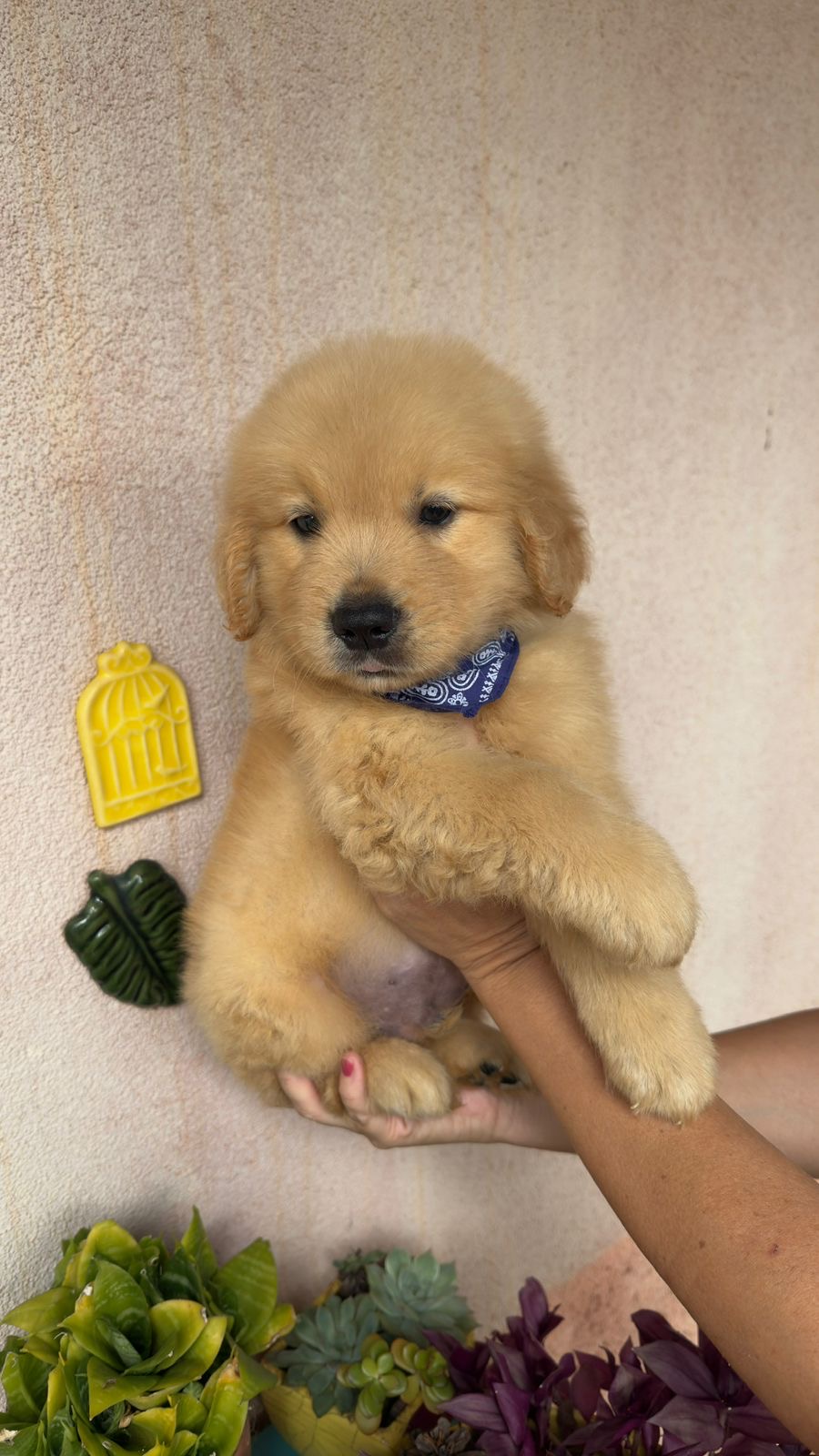 Golden Retriever - Foto 1