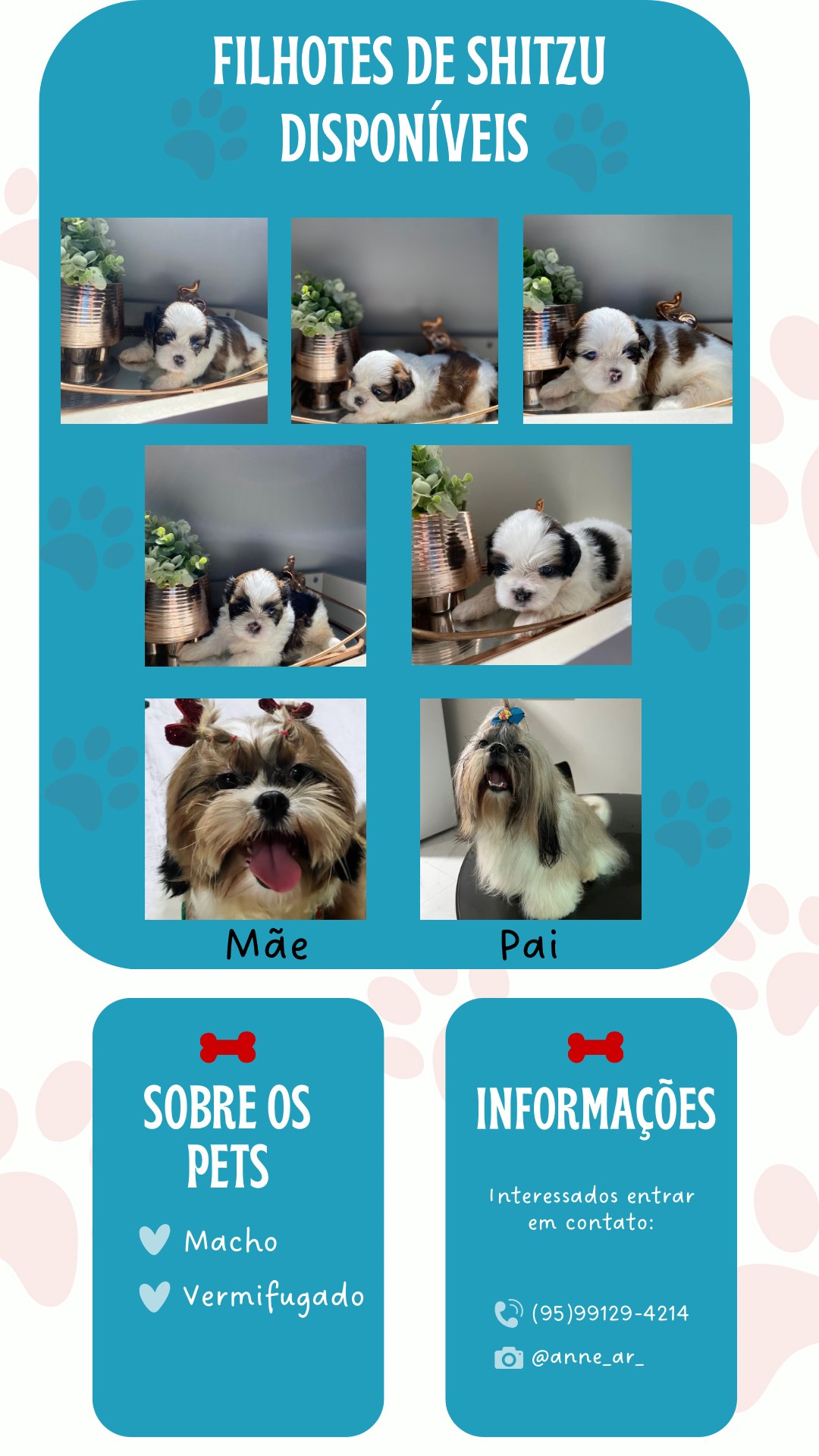 Vendo filhotes de shitzu  - Foto 1