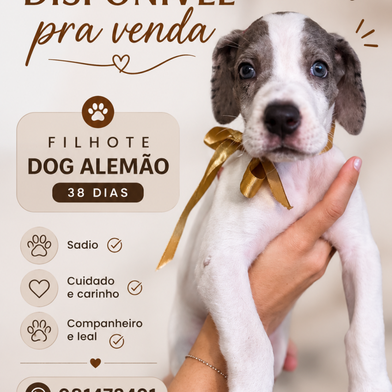 Filhote de Dog Alemão (45 dias) - Foto 1