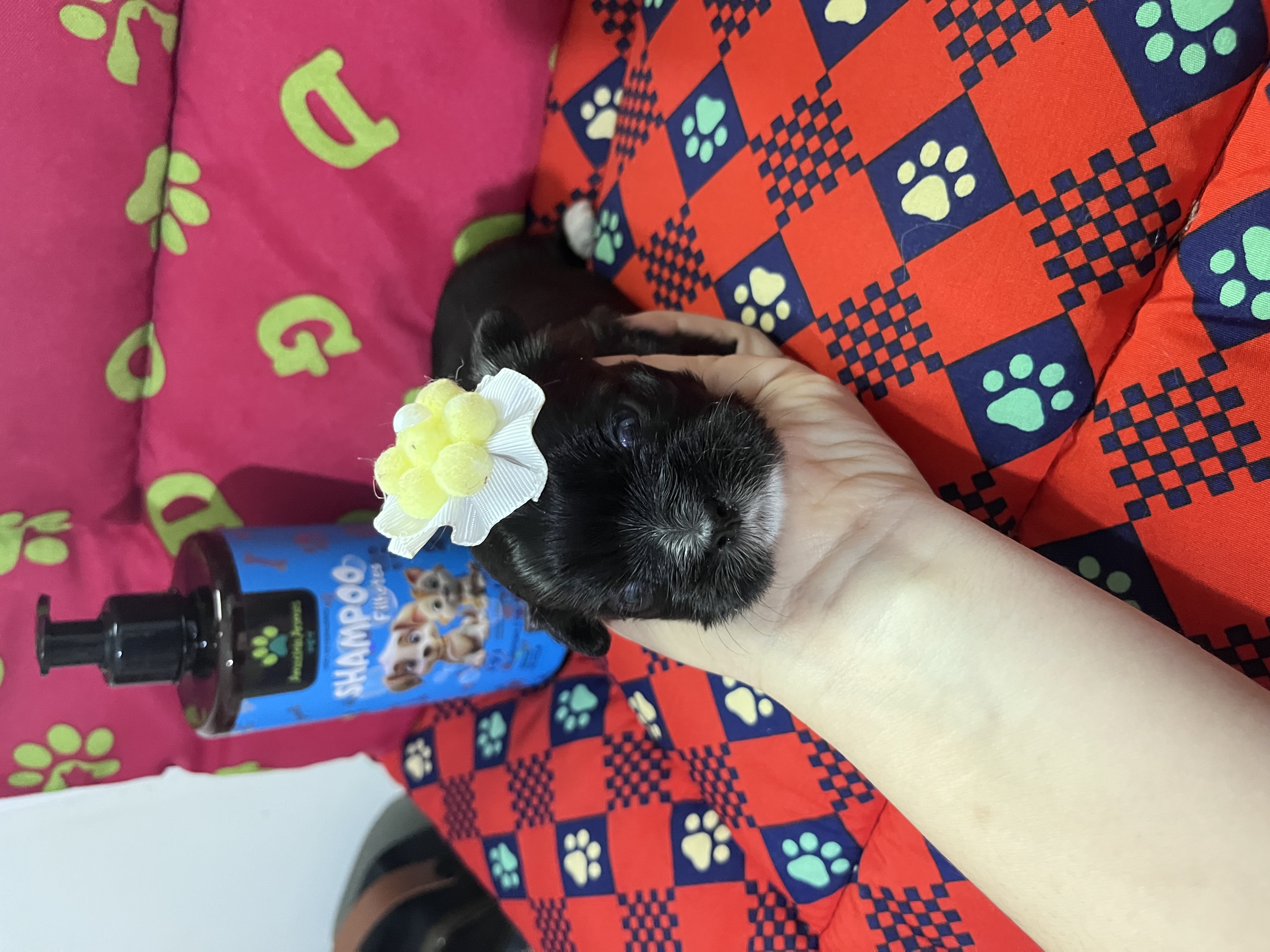 Shih Tzu - Foto 2