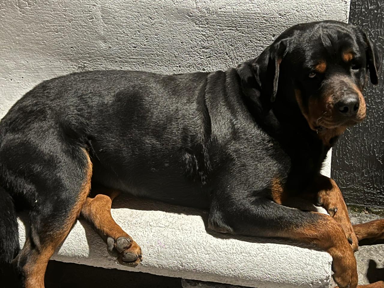 Rottweiler - Foto 1