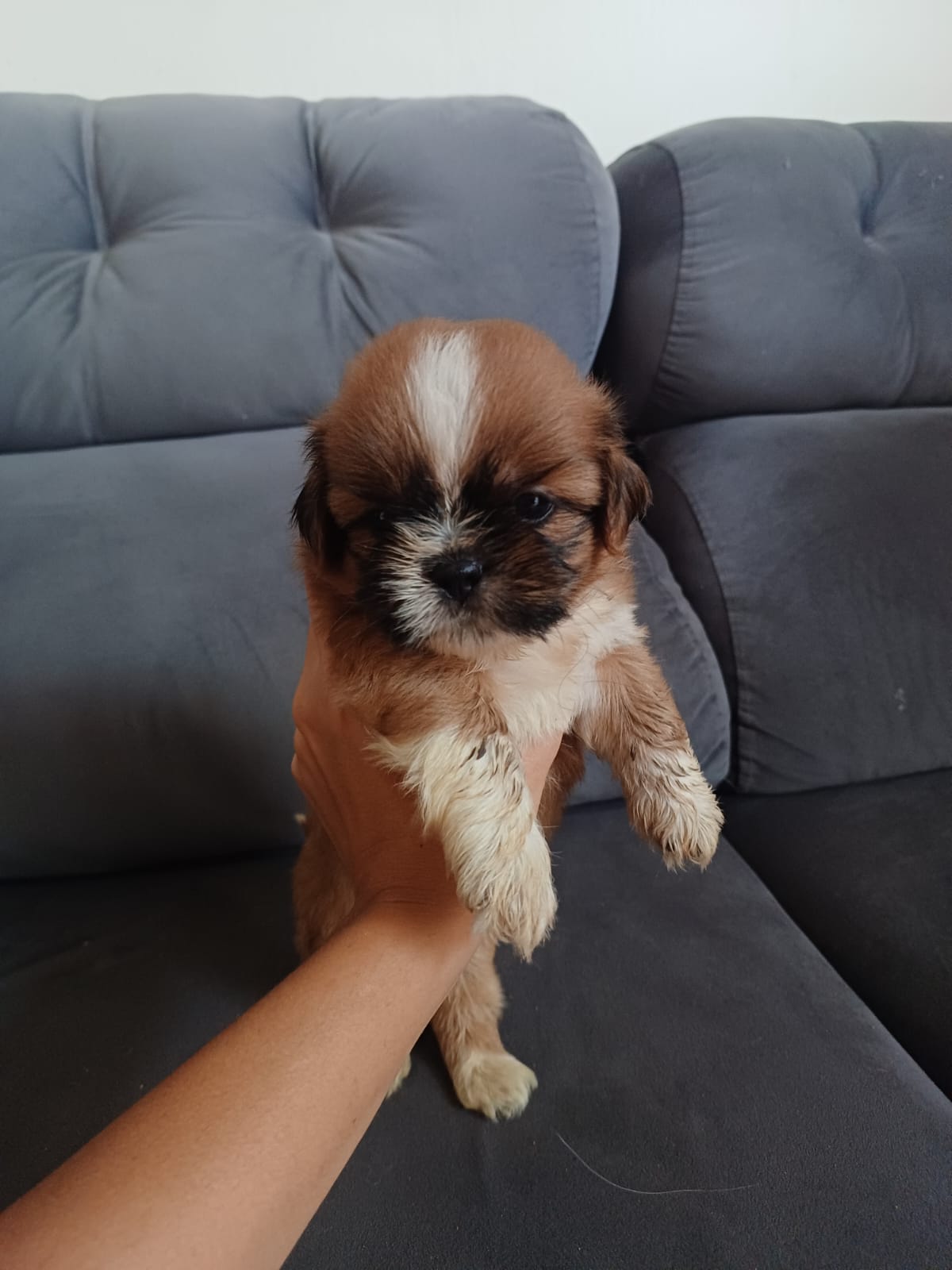 Shih tzu - Foto 4