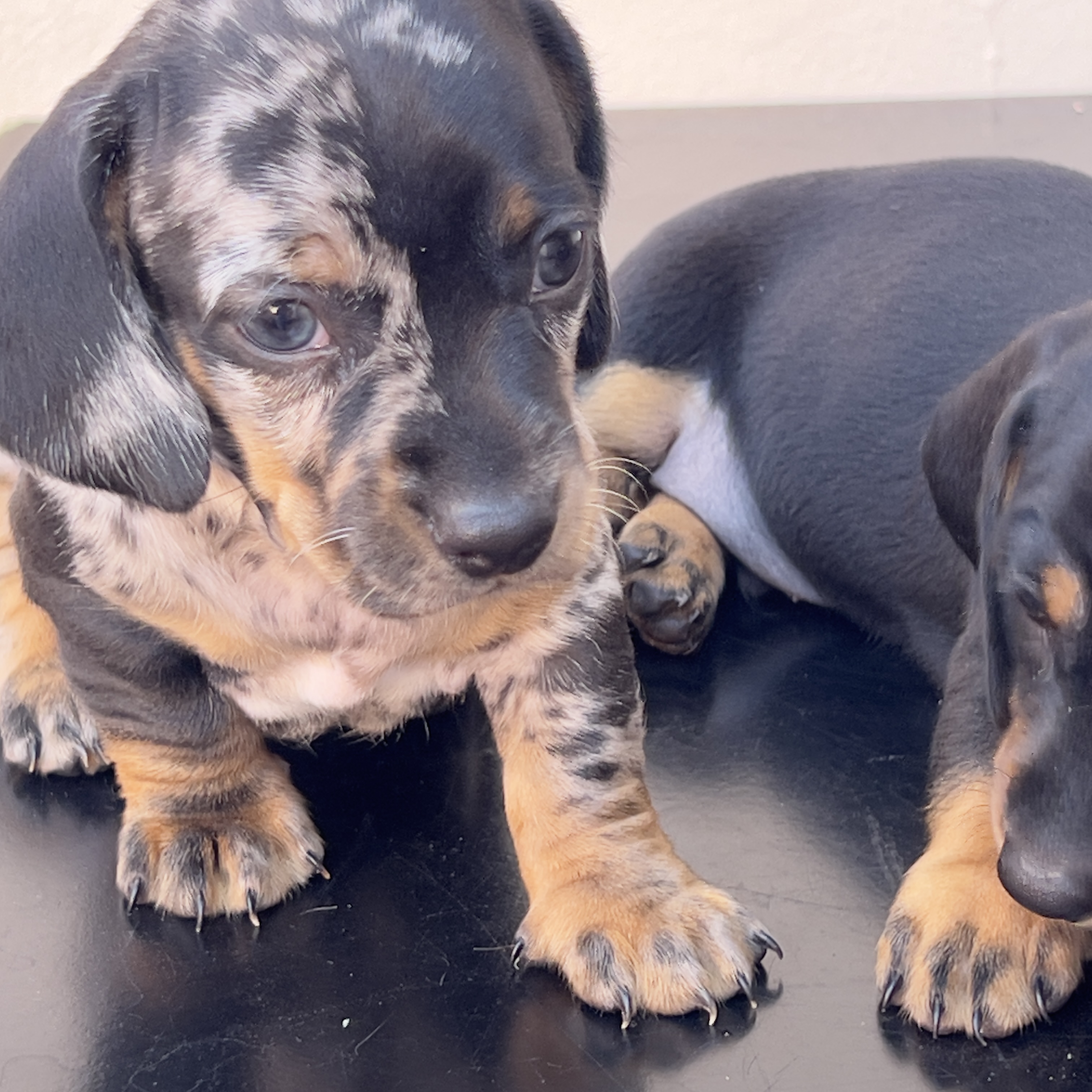 Filhote dachshund alerquim (macho) - Foto 1