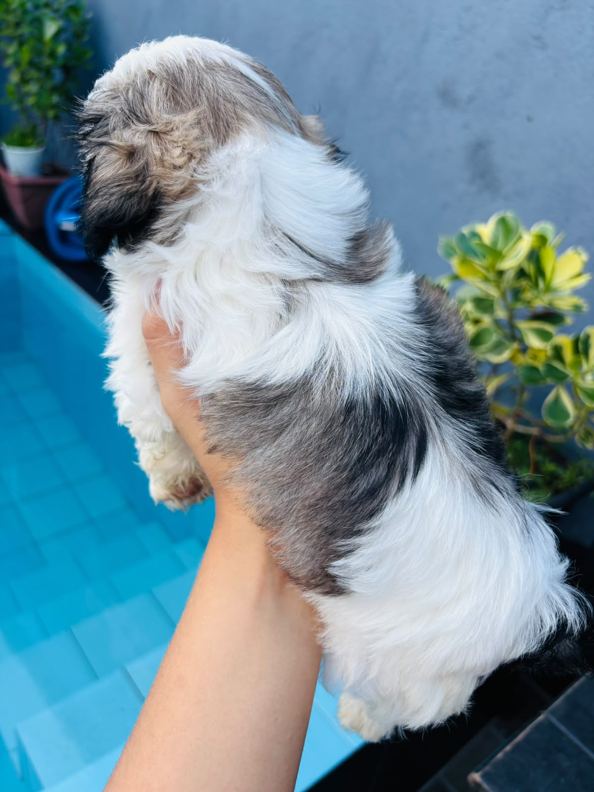 Vendo shih tzu - Foto 2