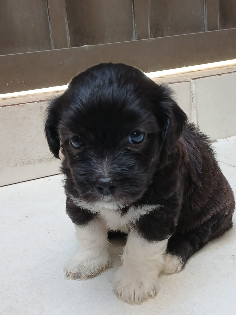 Cachorro Shih poo  - Foto 3