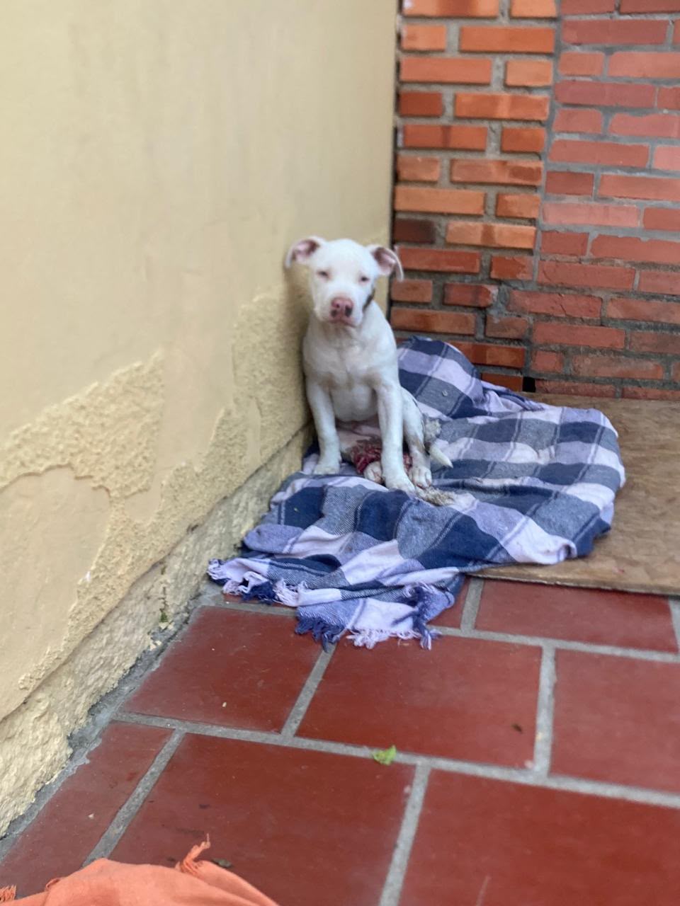Pitbull - Foto 3