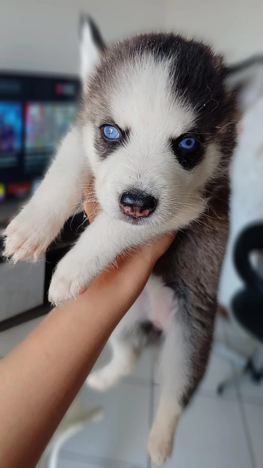Husky Siberiano - Foto 2